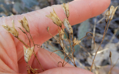 Ipomopsis longiflora