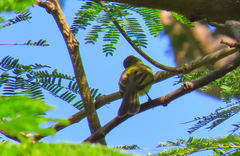 Myiopagis viridicata