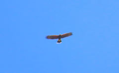 Parabuteo unicinctus