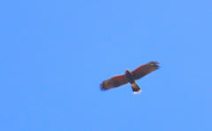 Parabuteo unicinctus