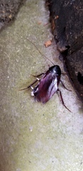 Periplaneta fuliginosa