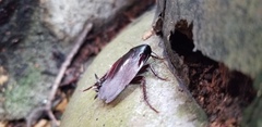 Periplaneta fuliginosa