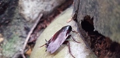 Periplaneta fuliginosa