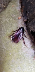 Periplaneta fuliginosa