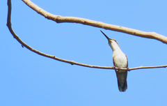 Archilochus colubris