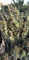 Atriplex vesicaria