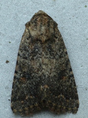 Protorthodes alfkenii