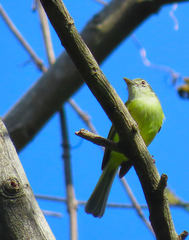 Tolmomyias sulphurescens
