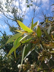 Eucalyptus nitida