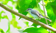 Polioptila albiloris