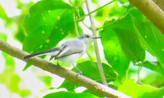 Polioptila albiloris