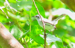 Polioptila albiloris