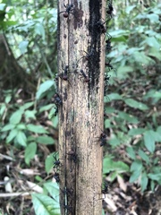Polyrhachis abdominalis