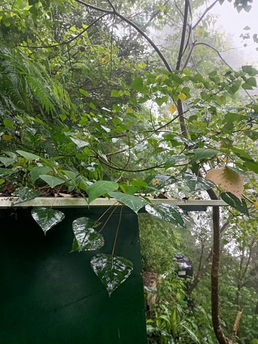 Homalanthus populneus observed 2025-08-28