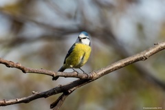 Cyanistes caeruleus