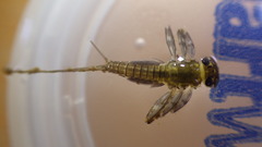 Stenacron interpunctatum