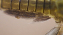 Stenacron interpunctatum