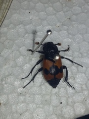 Nicrophorus olidus