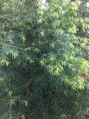 Podocarpus salignus