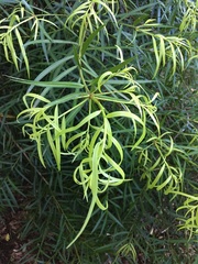 Podocarpus salignus