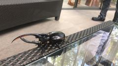 Dynastes occidentalis