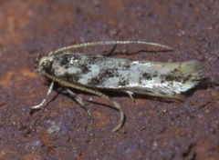 Melanocinclis sparsa