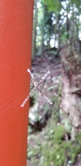 Argiope
