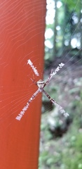 Argiope