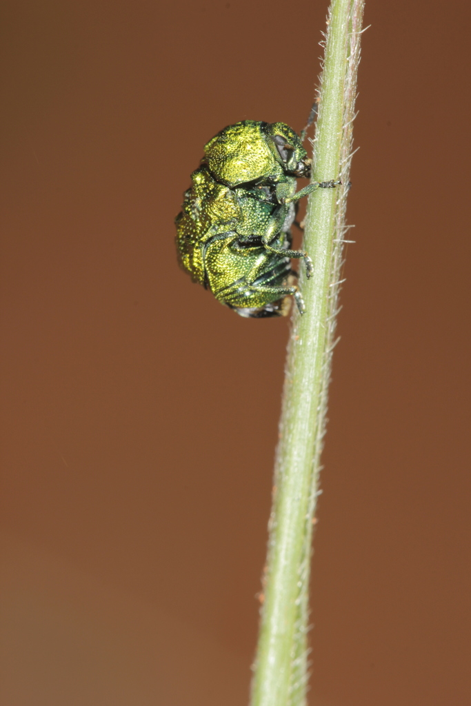 Chlamisus smaragdinus