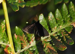 Pyrausta coracinalis