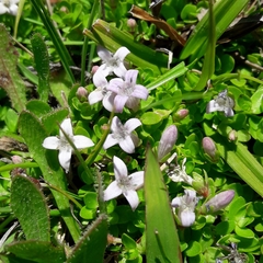 Oldenlandia salzmannii