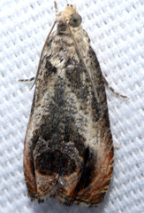 Olethreutes hamameliana