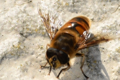 Unknown species found near Wood Dale / Itasca Reservoir