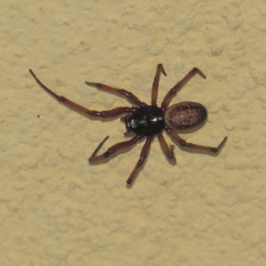 Steatoda nobilis