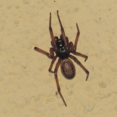 Steatoda nobilis