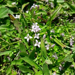 Oldenlandia salzmannii