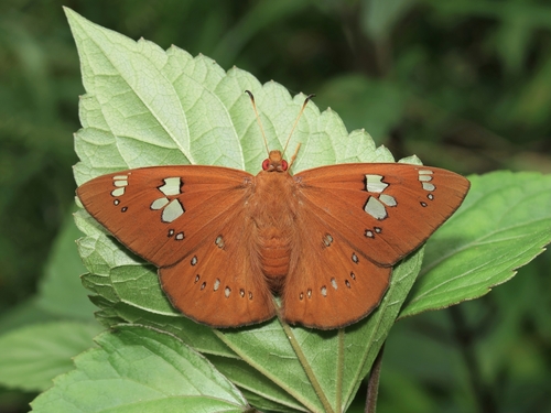 Fulvous Dawnfly