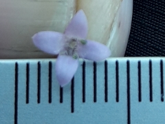 Oldenlandia salzmannii