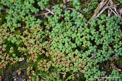 Sedum brevifolium