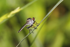 Ommatius ouachitensis