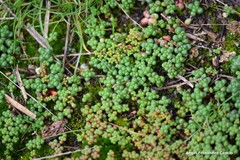 Sedum brevifolium