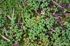 Sedum brevifolium