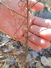 Ipomopsis longiflora