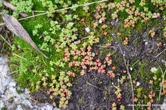 Sedum brevifolium