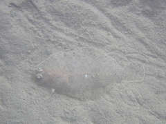 Arnoglossus laterna