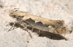 Ornativalva erubescens