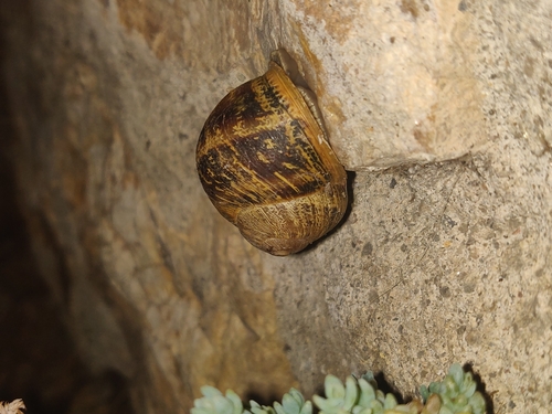 Cornu aspersum