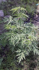 Ambrosia arborescens