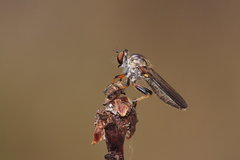 Ommatius ouachitensis