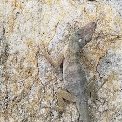 Anolis aeneus